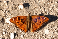 Apatura ilia (maschio)